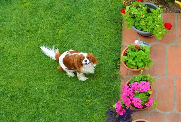 A brown and white dog sits on green grass near colorful flower pots on a patio.