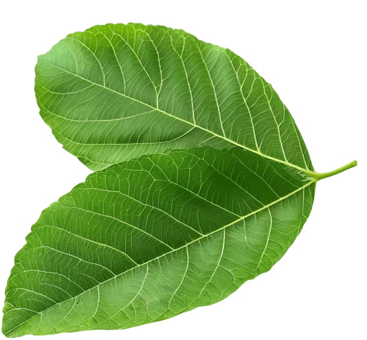 Leaf Shape