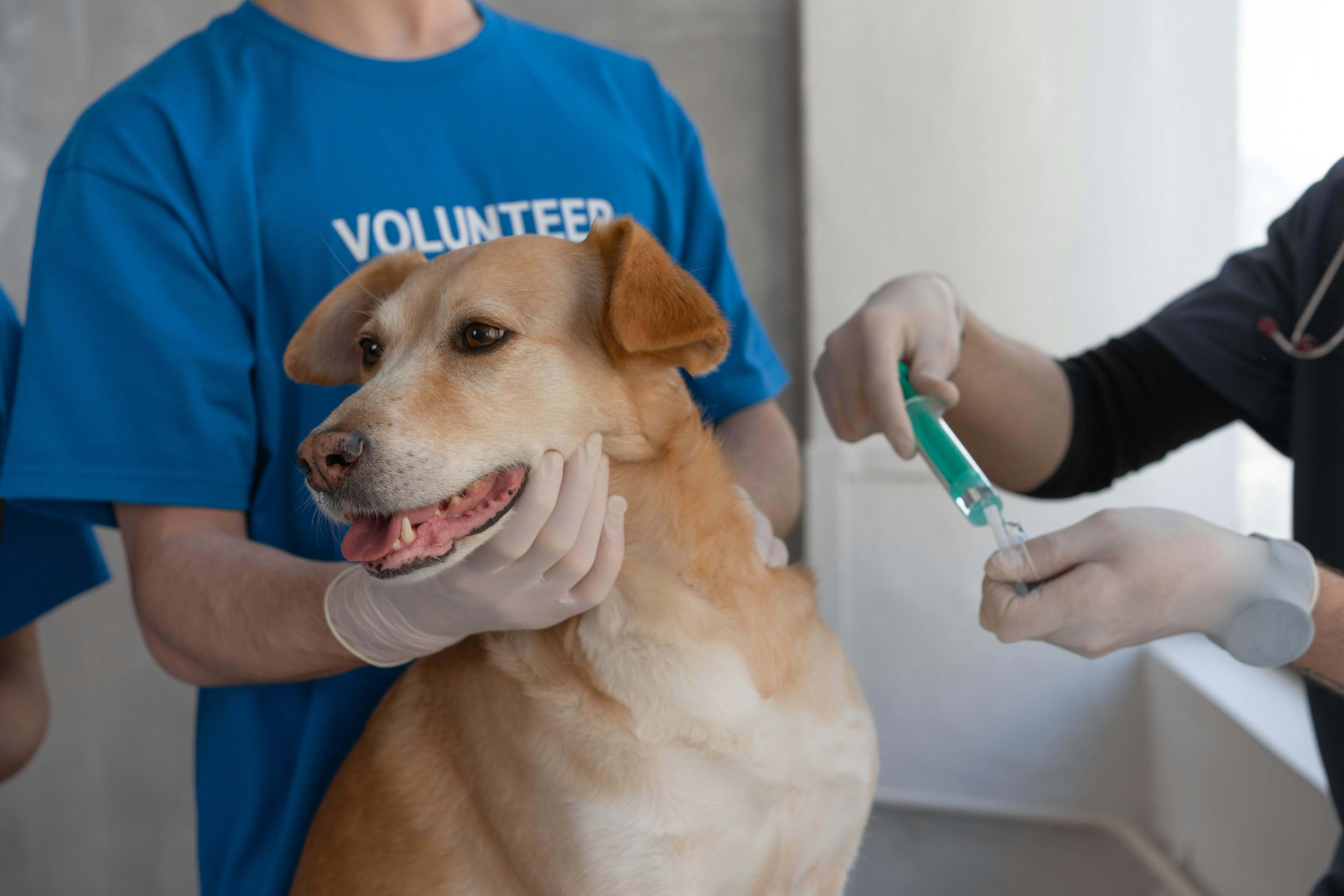 dog getting vaccinated