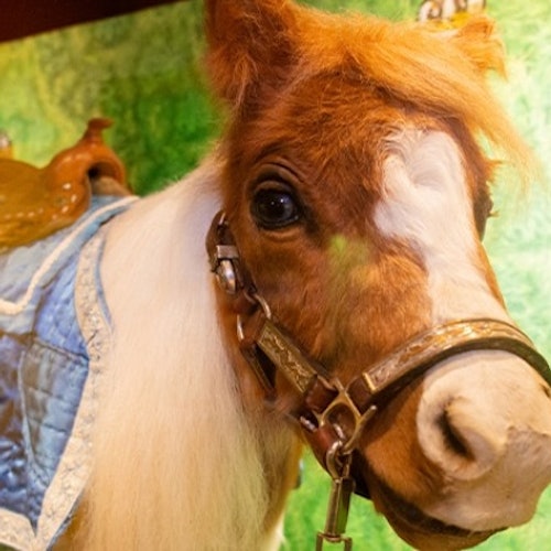 Panama City Beach: Ripley's Attractions Combo Pass: Ripley's Believe It or Not!, Mirror Maze and 7D Moving Theater