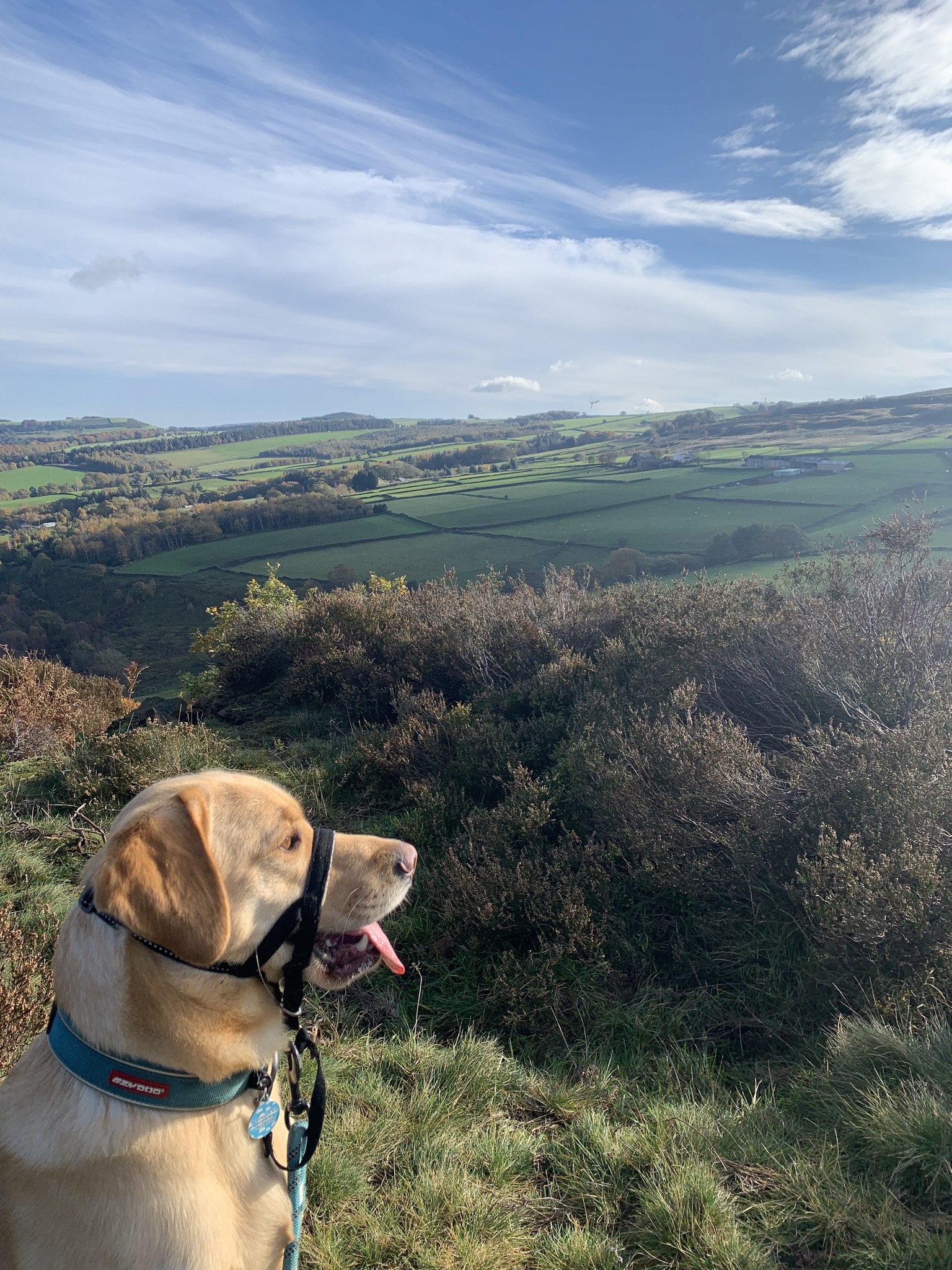 Card image of a yellow labrador on a lead in a grassy field