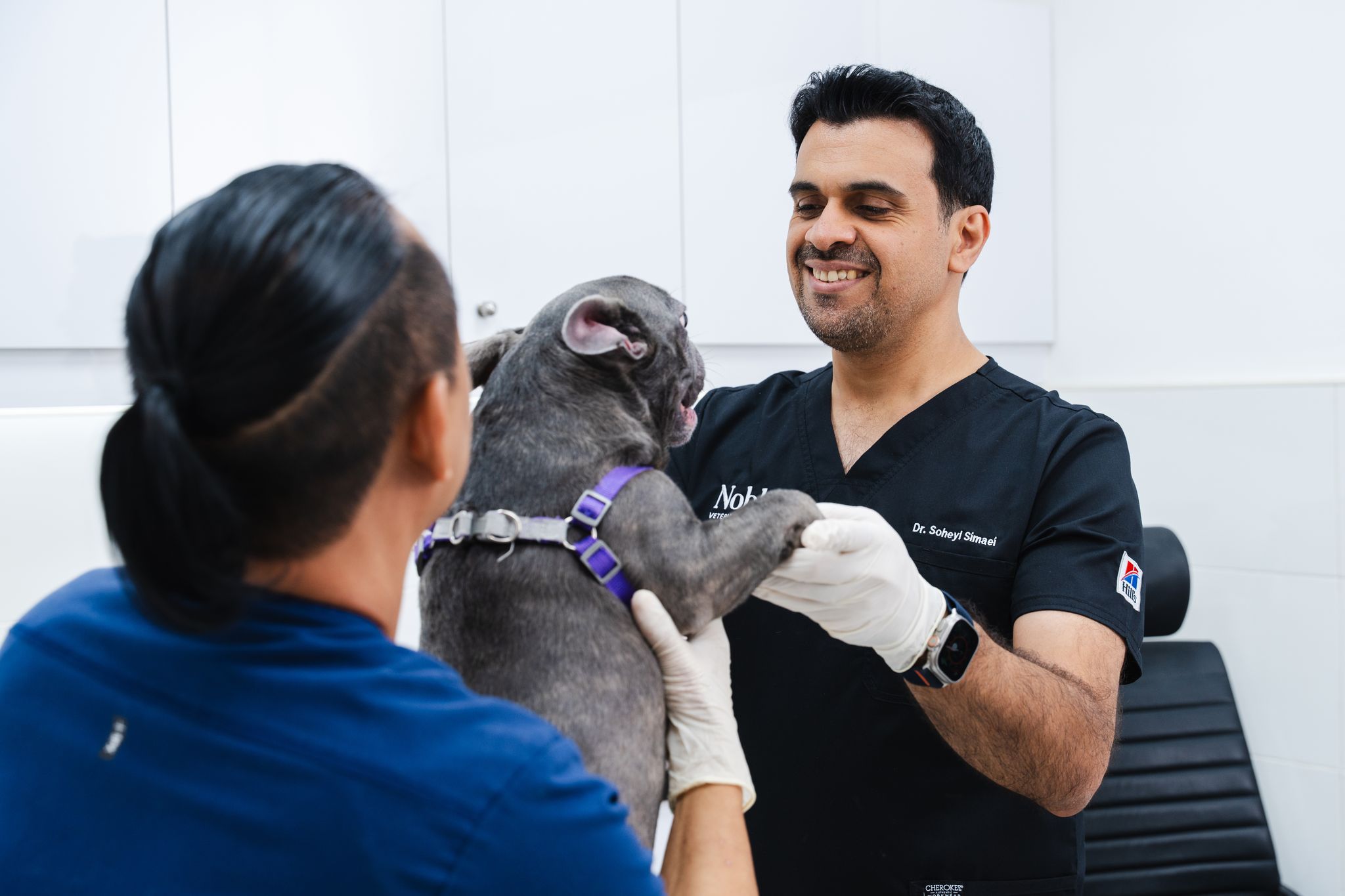 A veterinarian is holding a dog up to check its bottom. Another vet is assisting.