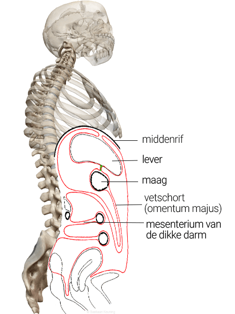 Illustratie van het mesenterium in het lichaam