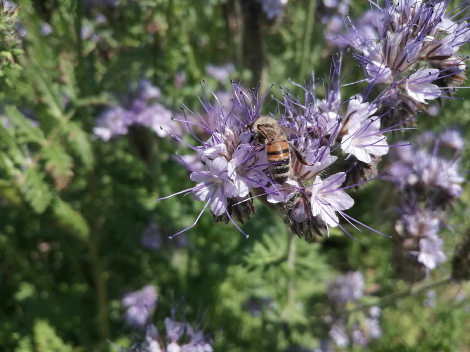 A bee sitting on a flower on the property