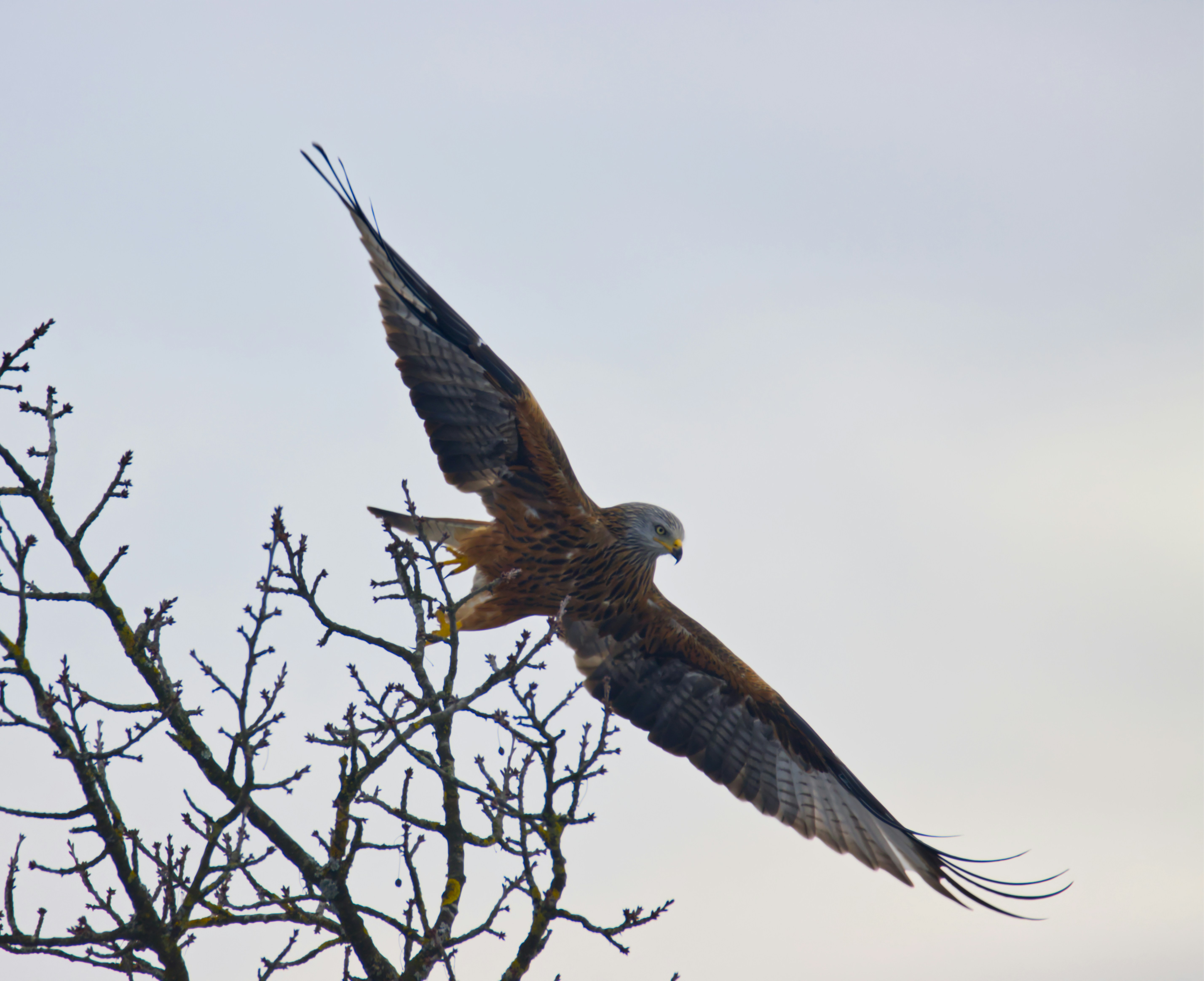 brown and white bird flying under white clouds during daytime
