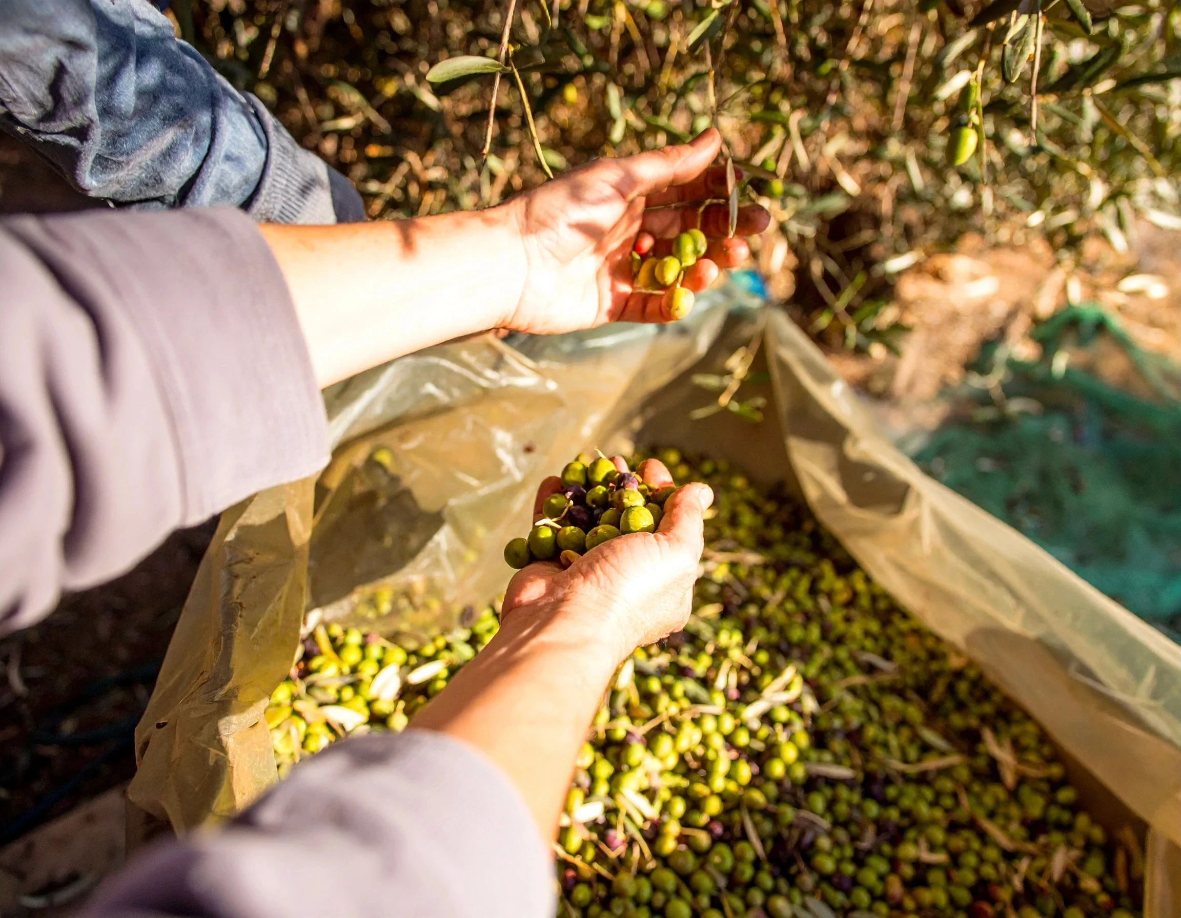Plucked olives in hand