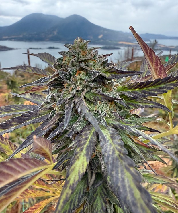 E85 ECCO Certified Exotic Cannabis Flower Noble Pacific