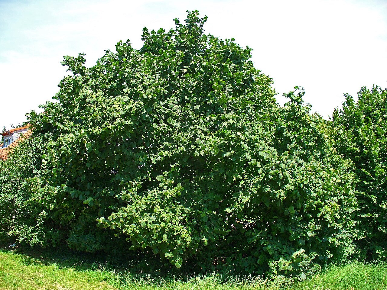 Port buissonnant d’un noisetier commun en été. Corylus avellana.