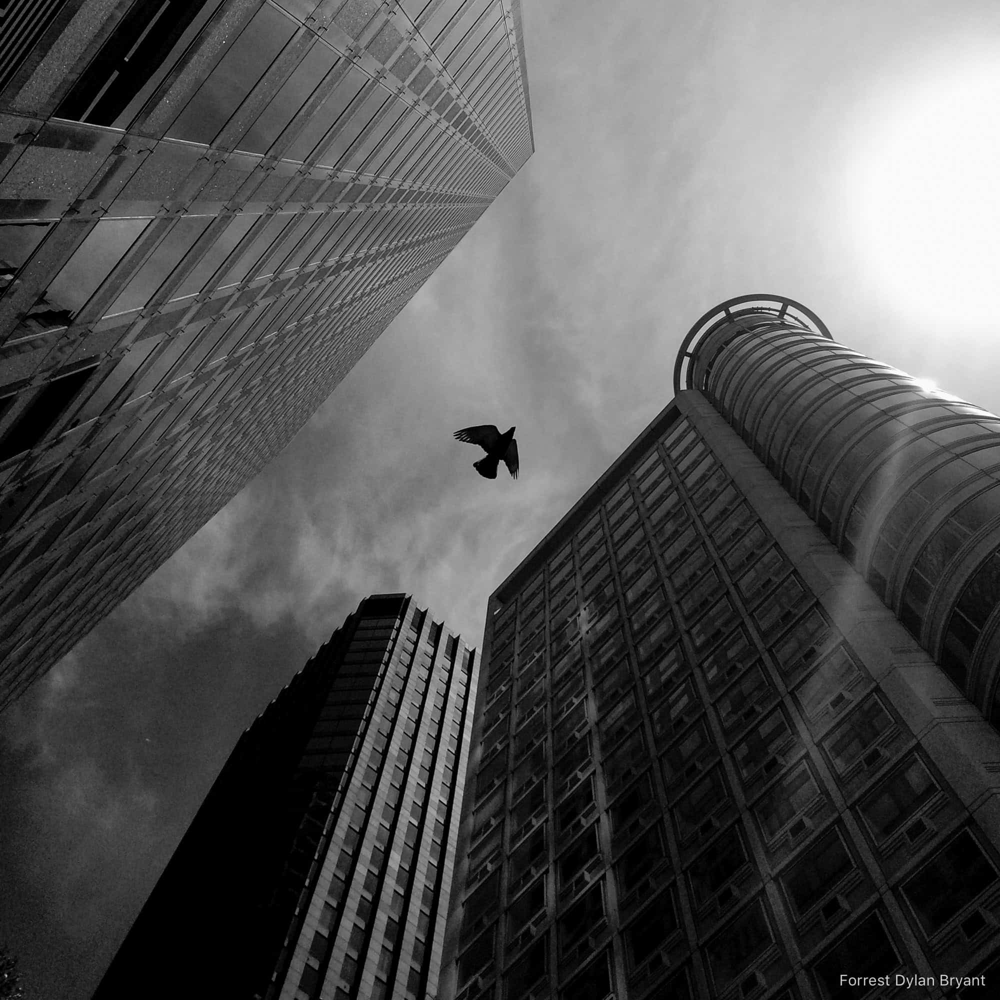 A pigeon flies between two office towers, towards a flare of sunlight.