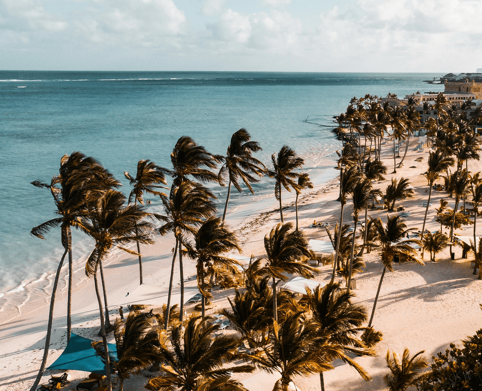green trees in front of ocean