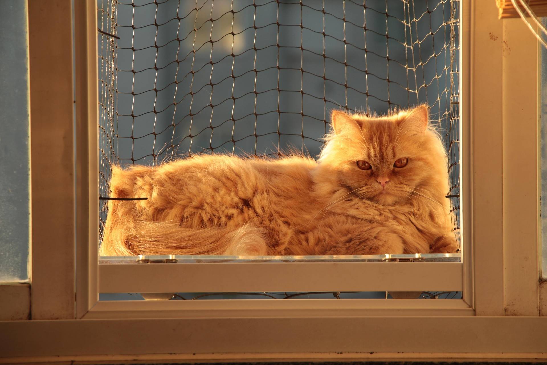 Persian Cat | Breed Guide, Personality & Grooming Care