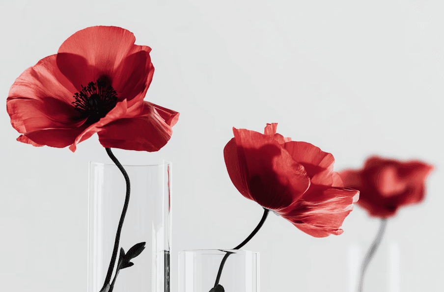 Elegant poppy display