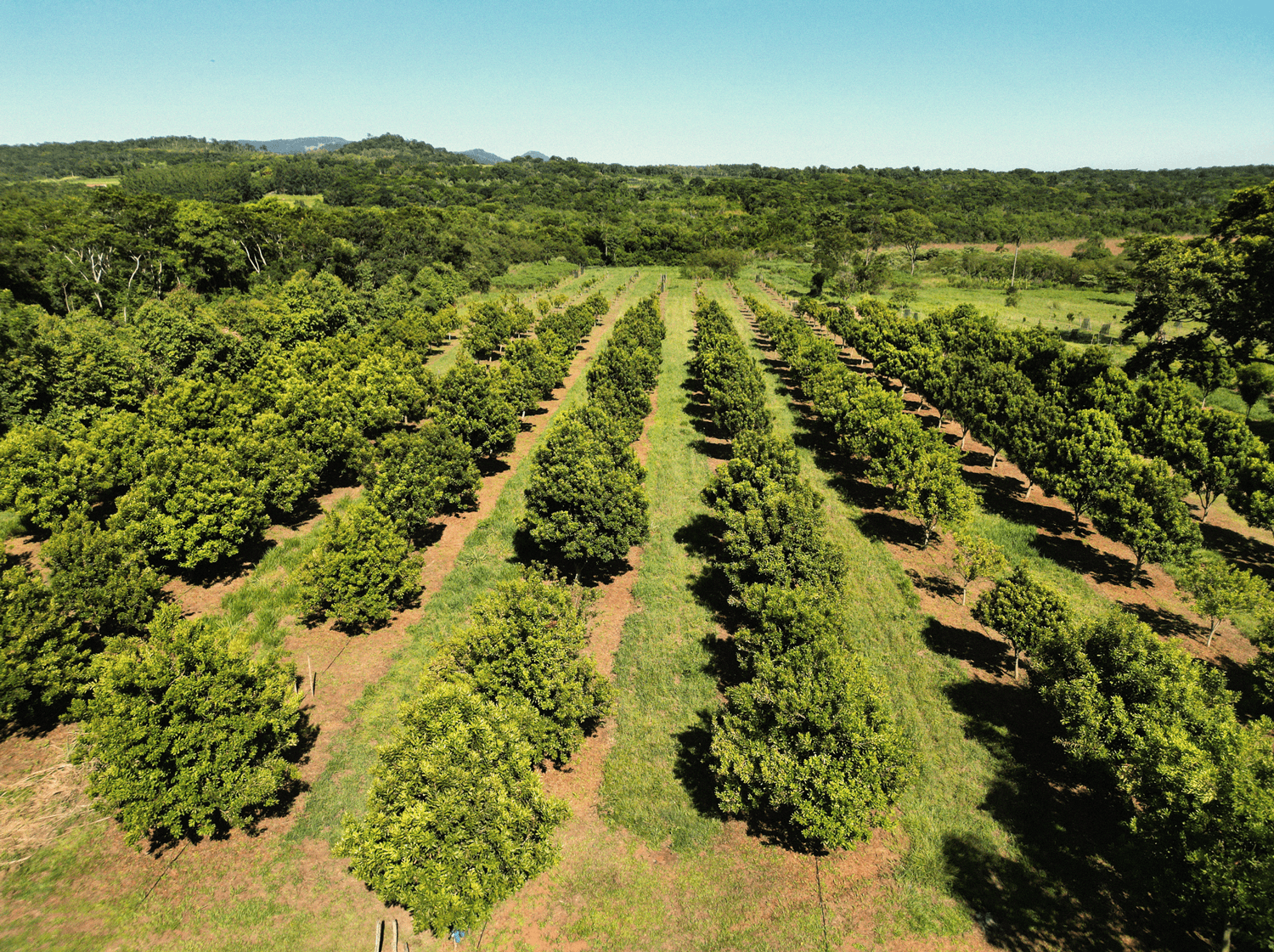 macadamia plants