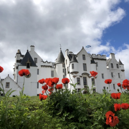 Hoa anh túc mọc trước một lâu đài