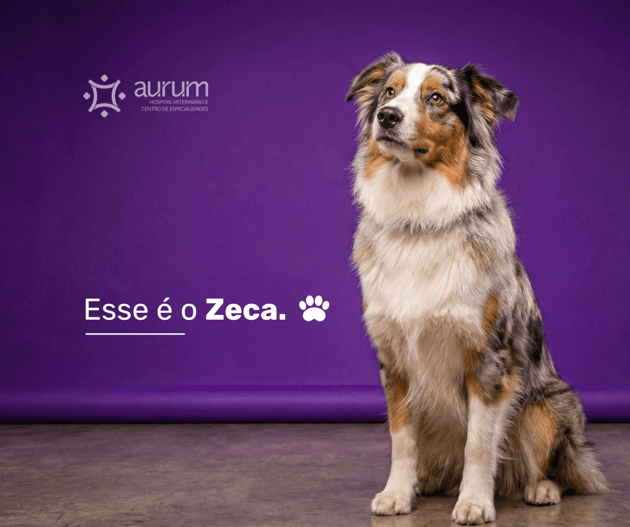 white long coated small dog with red bow tie