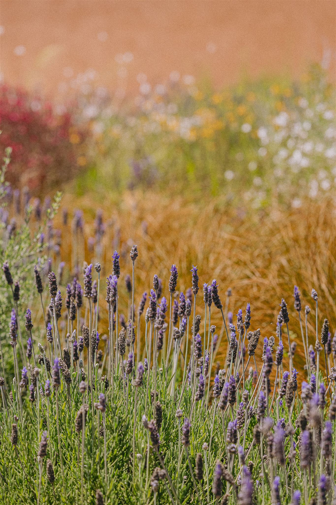 Tomillo Eiviss Garden
