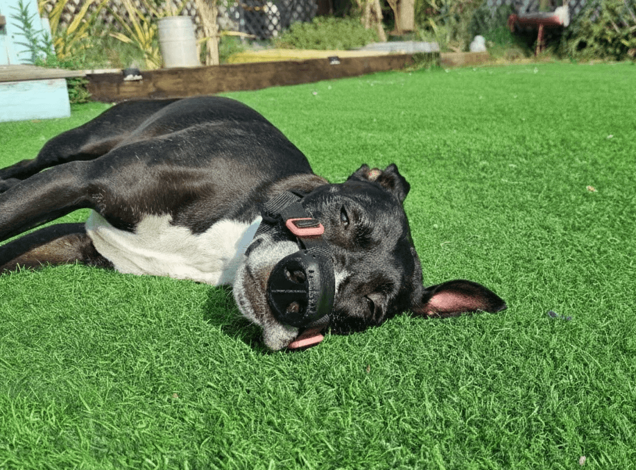 Billie the pitbull with healed nose after using SnoutCover for DLE treatment