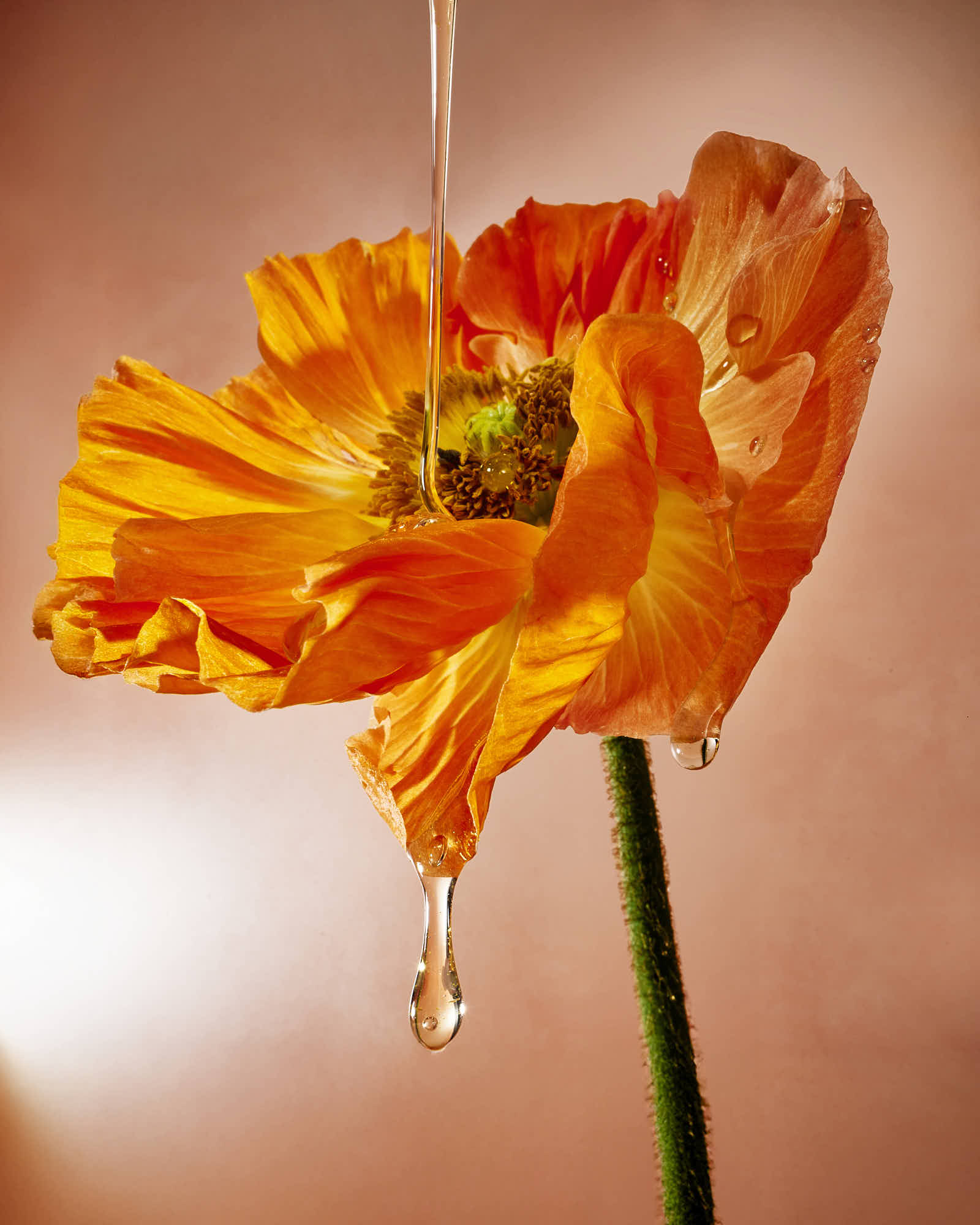 An orange flower with delicate petals, a droplet of water hanging from the tip, set against a soft background.