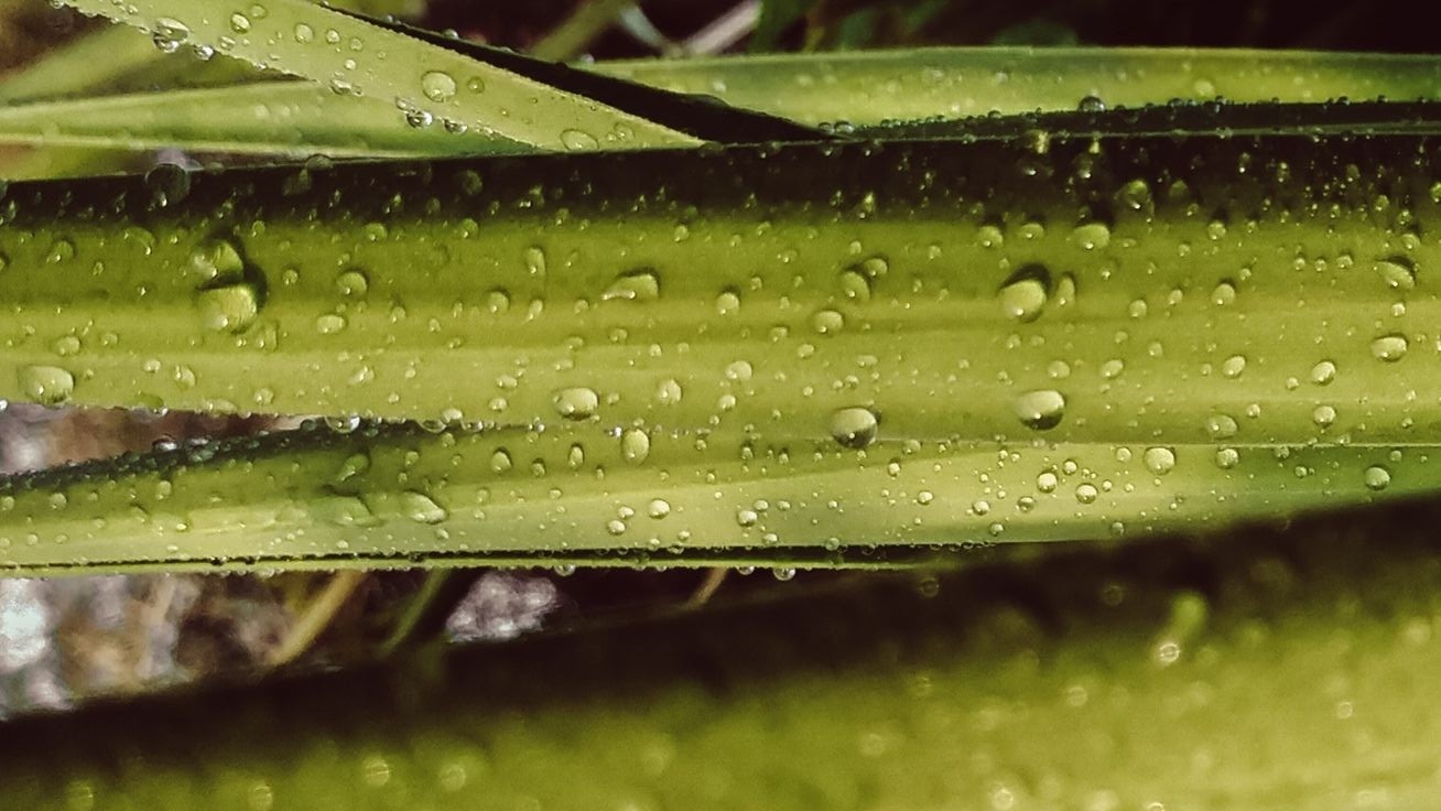 Product page Hero Image-many trees