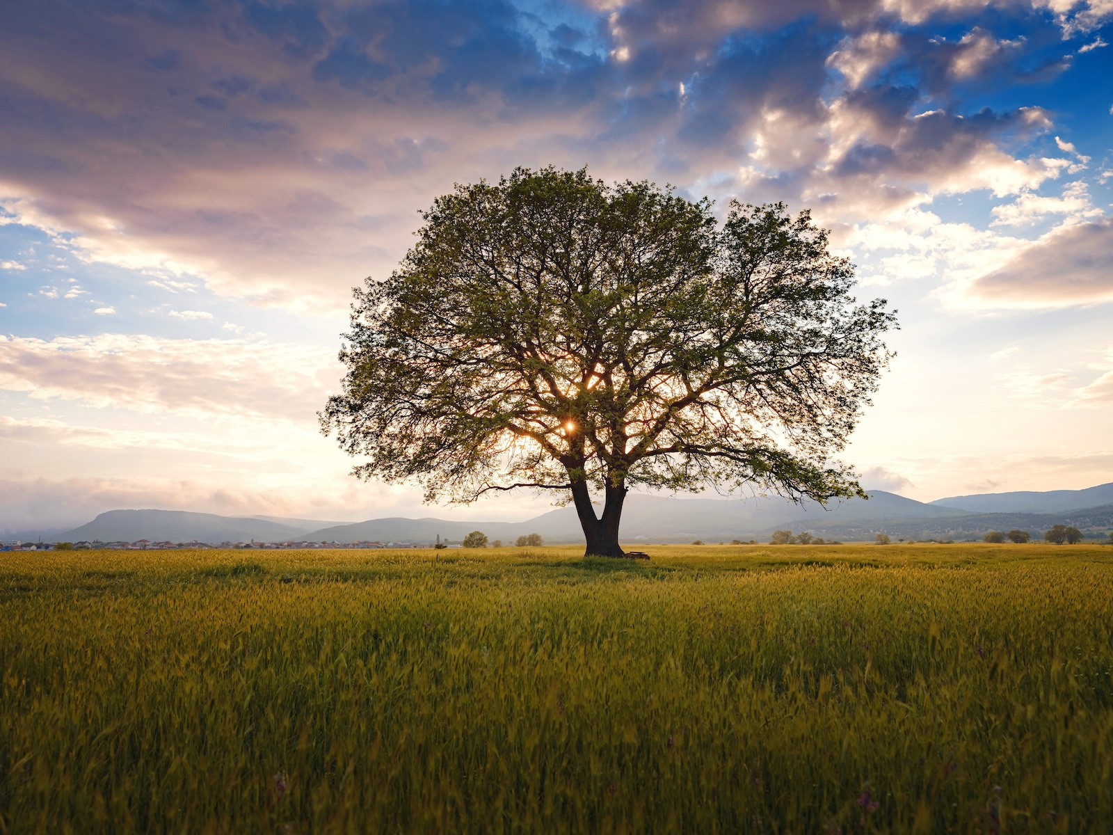 Majestic solitary oak tree at sunset over open fields, symbolising legacy, continuity, and long-term stewardship.