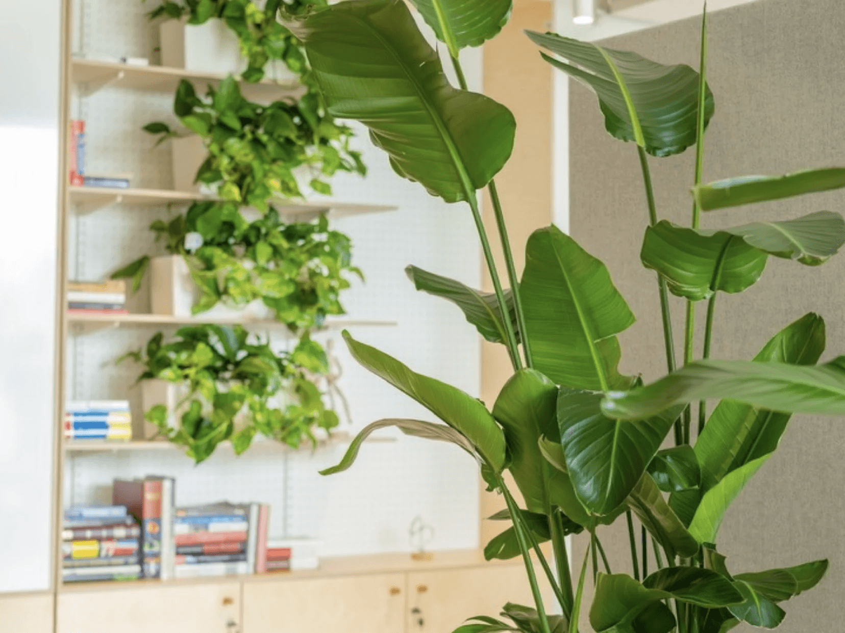 roślina dbana przez pracowników officejungle