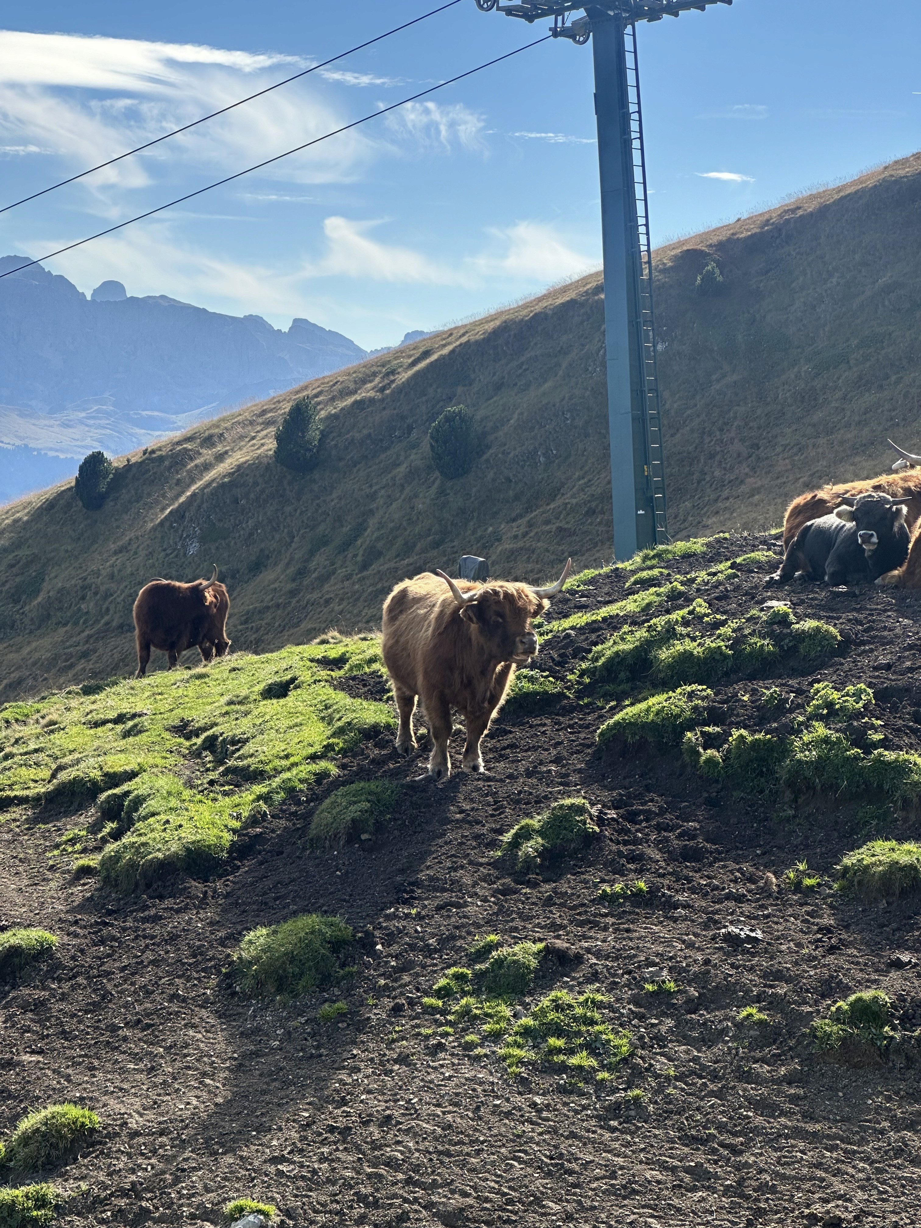 A cow grazing on the side of a mountain