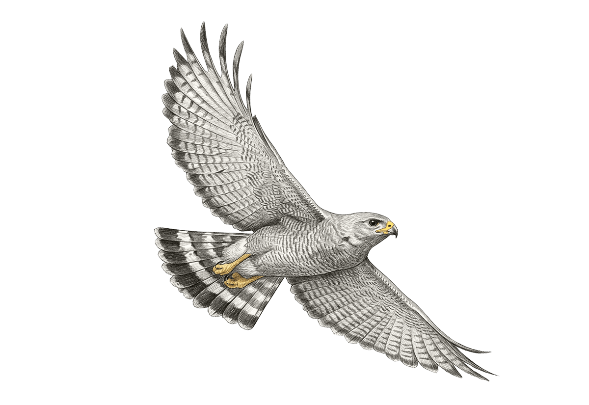 Gray Hawk illustration