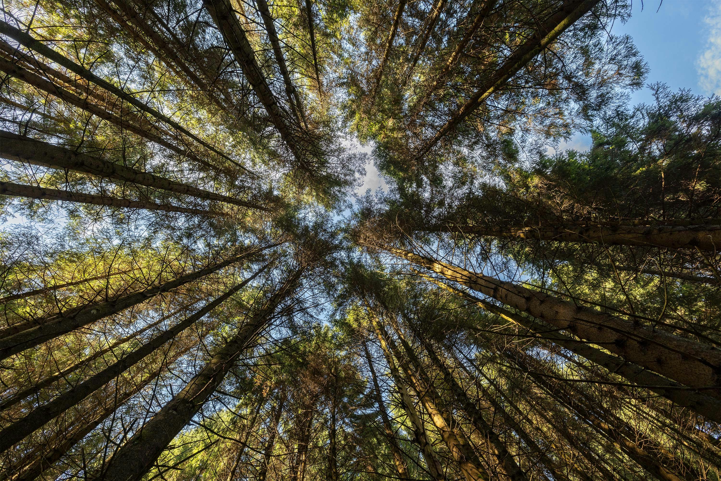 Looking up at the tops of tall trees in a forest