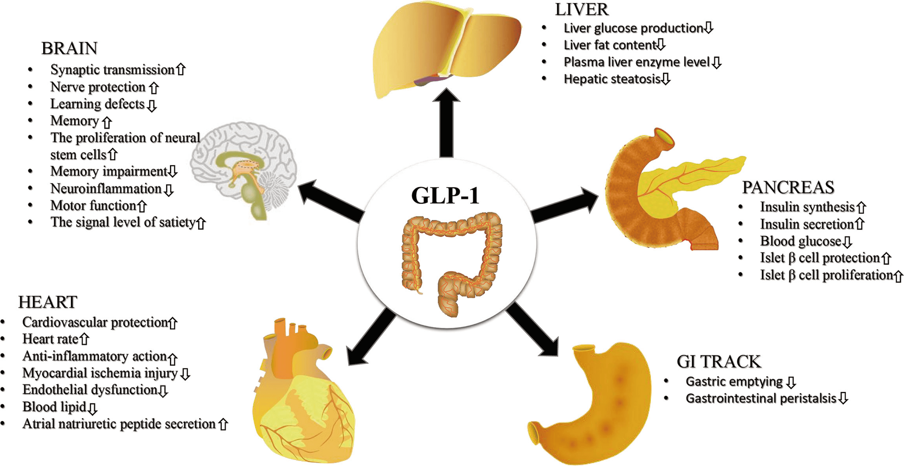 Diagram illustrating the effects of GLP-1 medications like Ozempic and Wegovy on the brain, pancreas, heart, and liver.