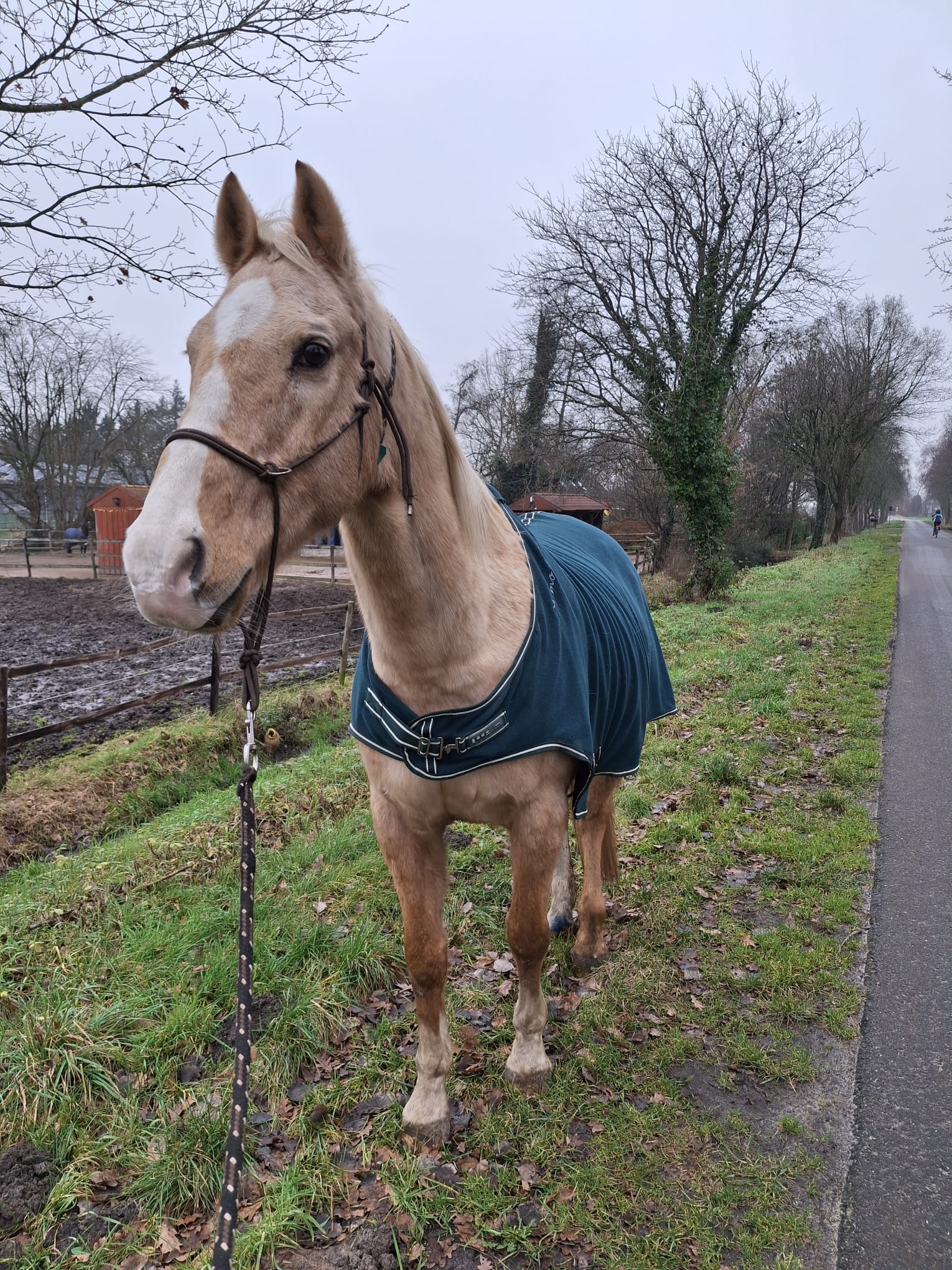 Kenny - Real Horse Standing