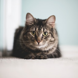 Figaro