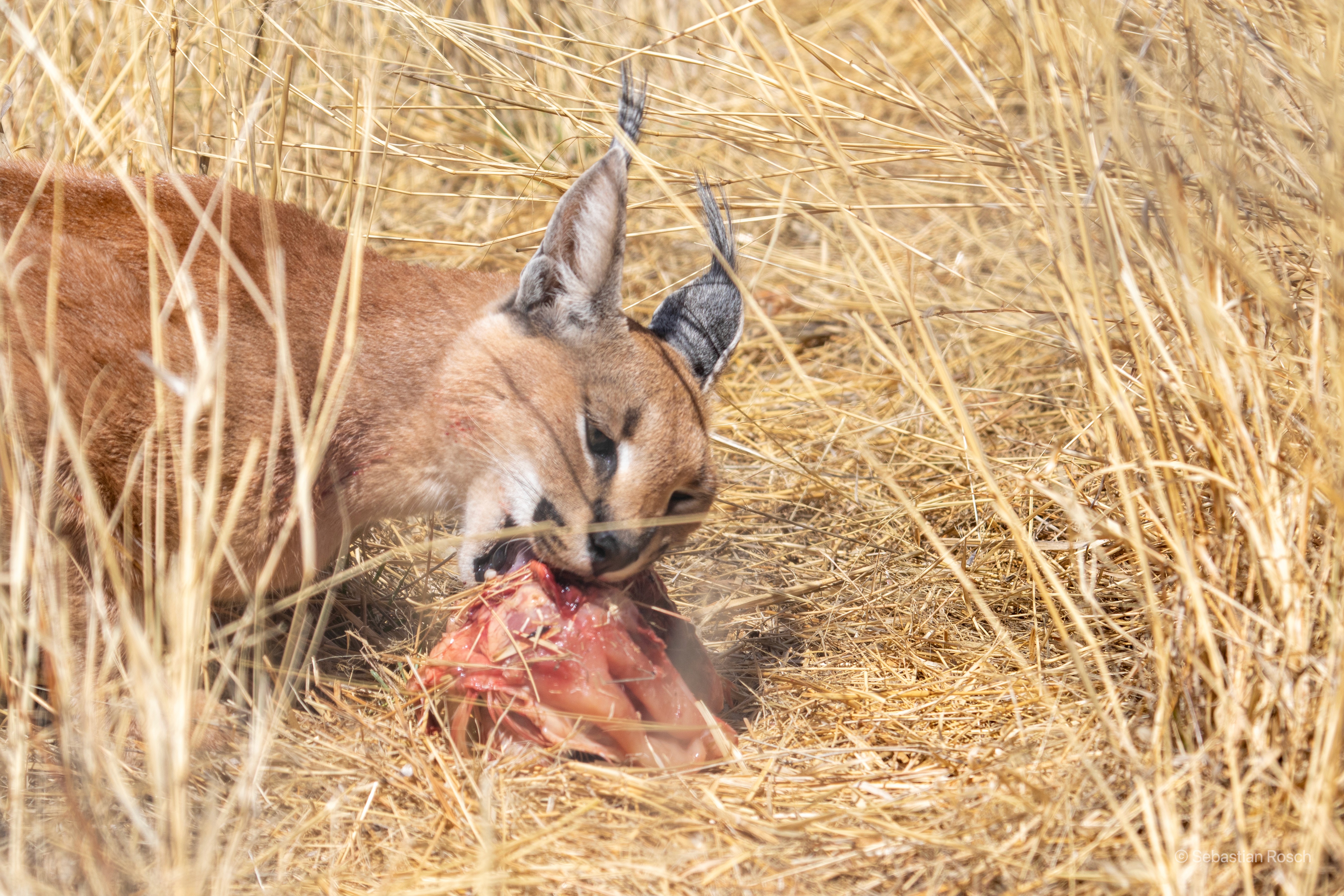 wildcat eating