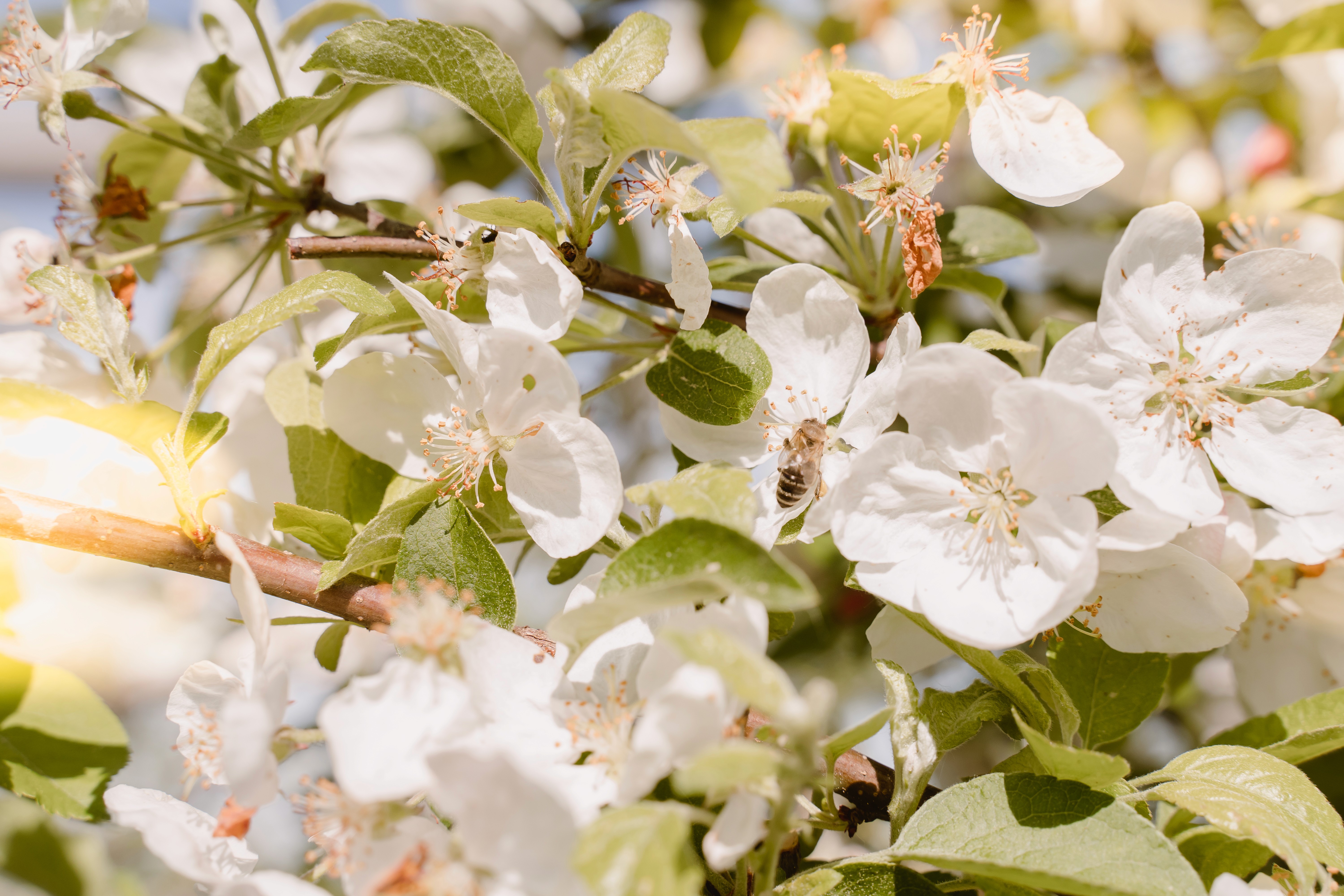Close-up of agave plant leaves