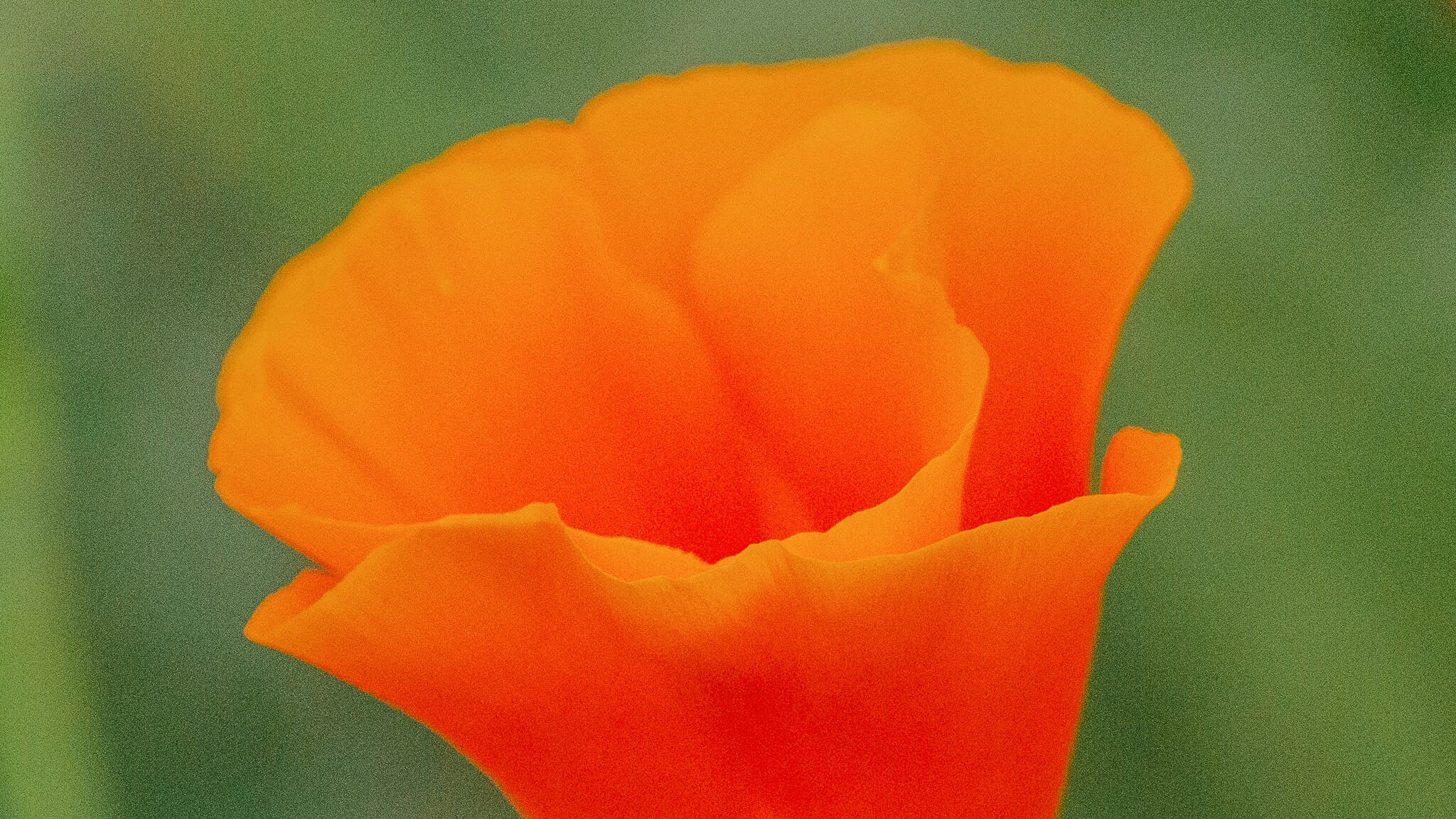 Extreme closeup of a California poppy