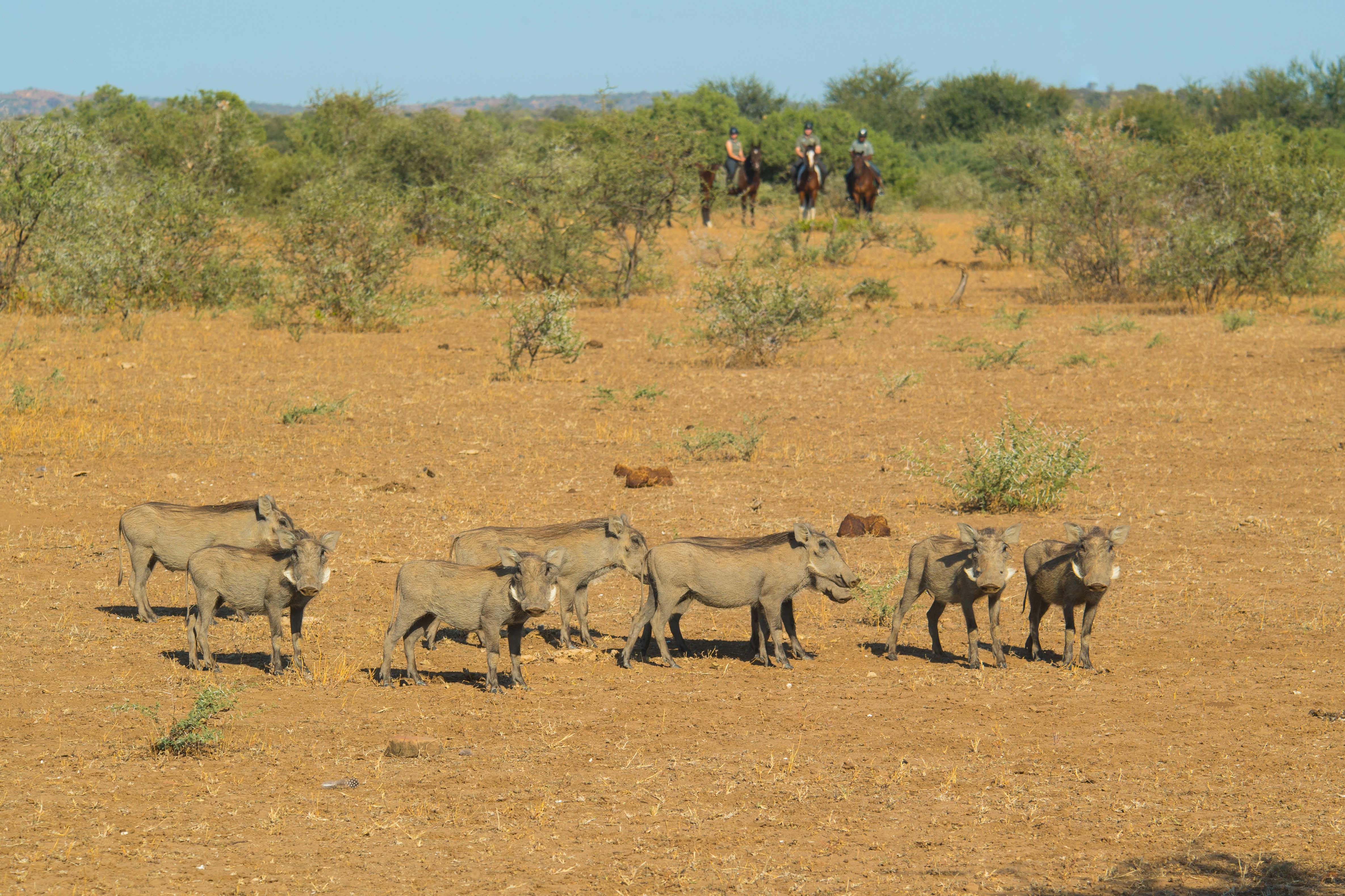 Tuli Safari, Botswana. En grupp vårtsvin spanar nyfiket mot ryttarna på avstånd – vardagsmagin på en ridsafari i Mashatu Game Reserve.