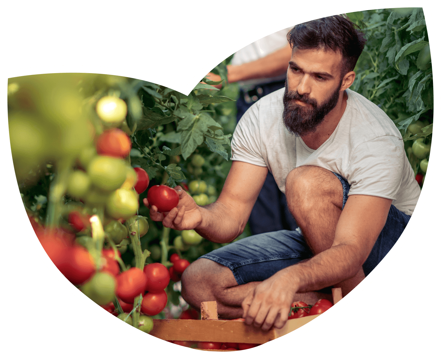 Femme en tablier arrosant et observant des plantes dans une serre d’aquaponie.