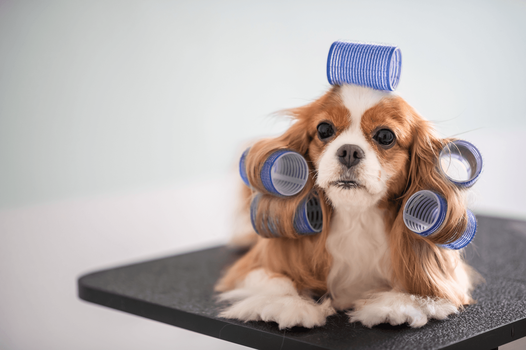 SEO: Get Found by Those Searching for Paw-some Grooming