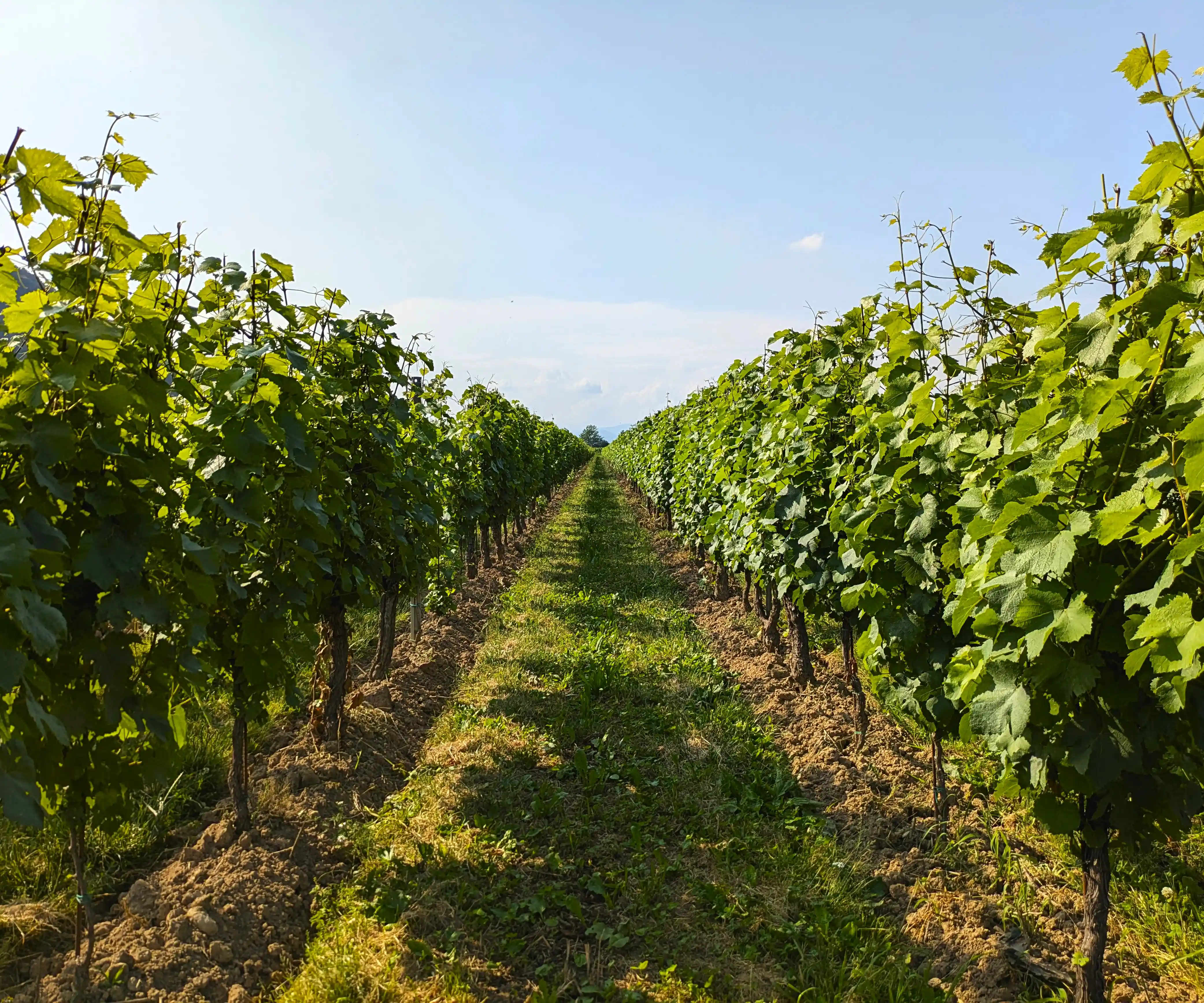 Filari vigneto in Franciacorta