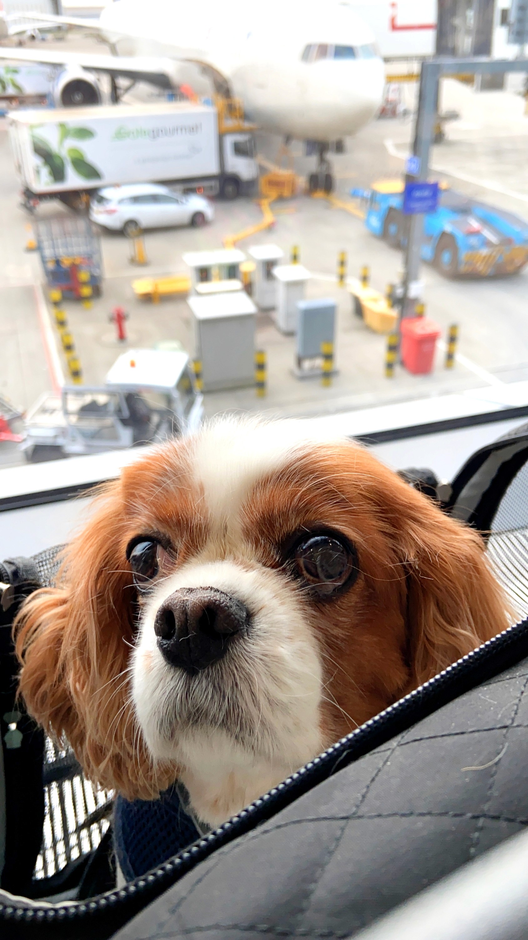 Pads starring at me from his carrier in the airport