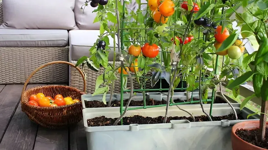 Choose the Right Space for Your Organic Vegetable Garden.webp