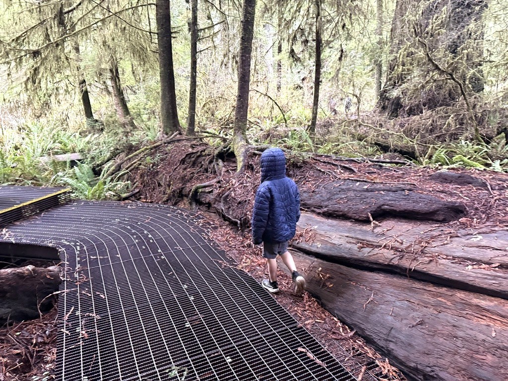 Walking the boardwalk trail through the redwoods near Crescent City