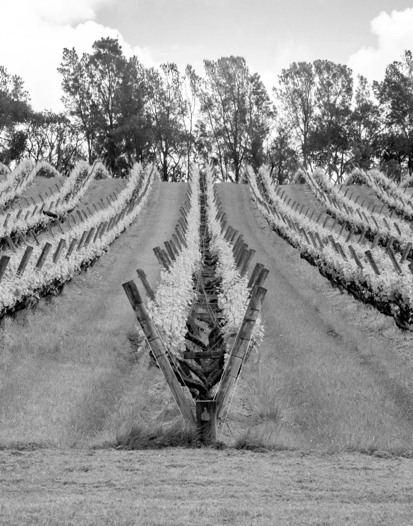 Australia private jets Adelaide - Winery and vineyard landscape in the Barossa Valley near Adelaide, South Australia, one of Australia’s most famous wine regions