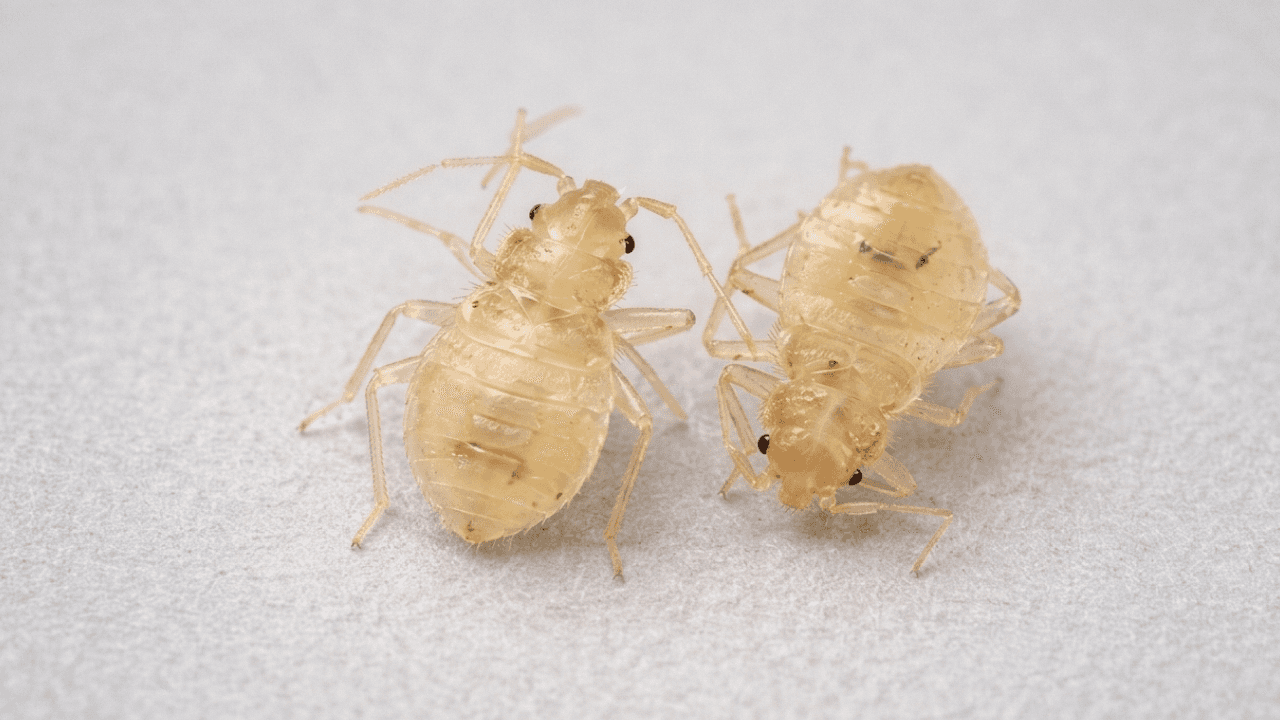 Deux nymphes de punaises de lit translucides sur fond blanc