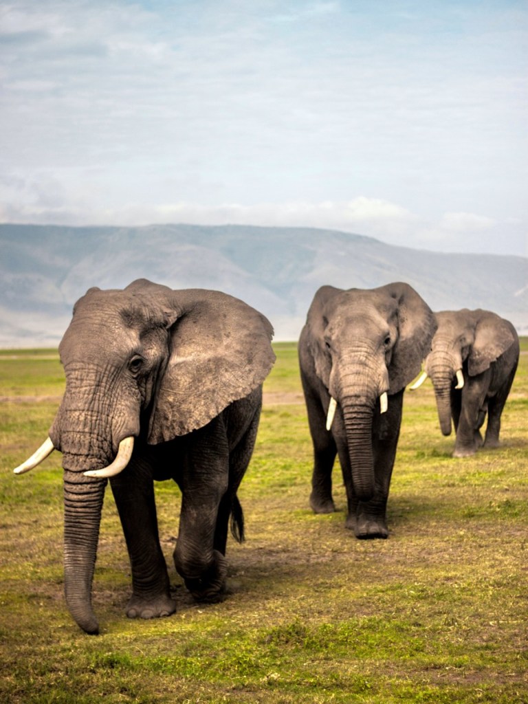 elephants in ngorongoro crater