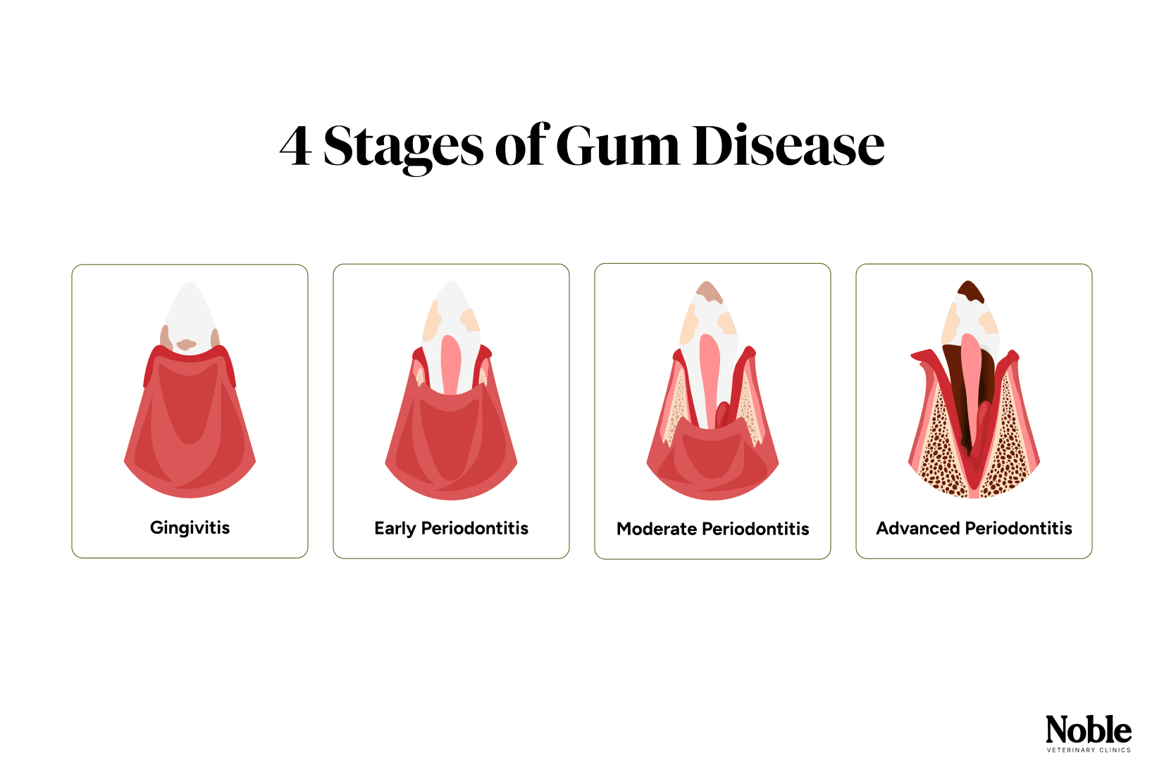 What is Gum Disease in Dogs?