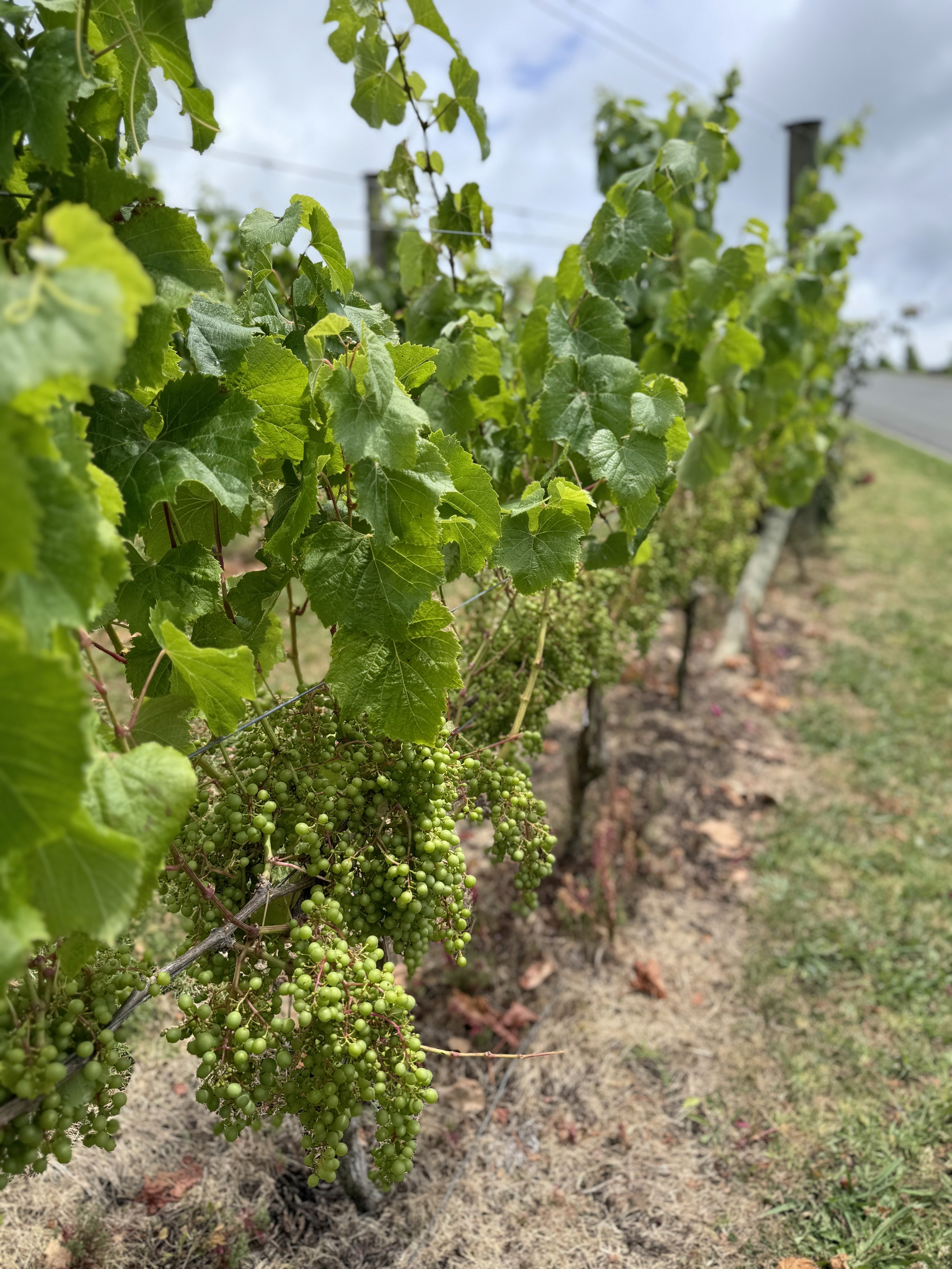 A vineyard overhanging with green grapes