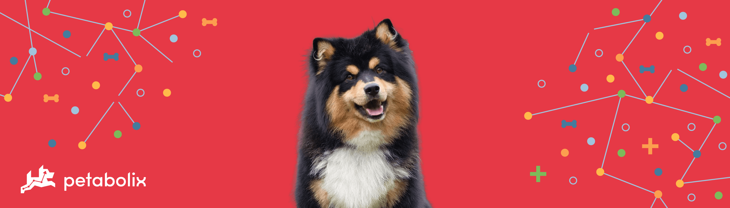 Finnish Lapphund image