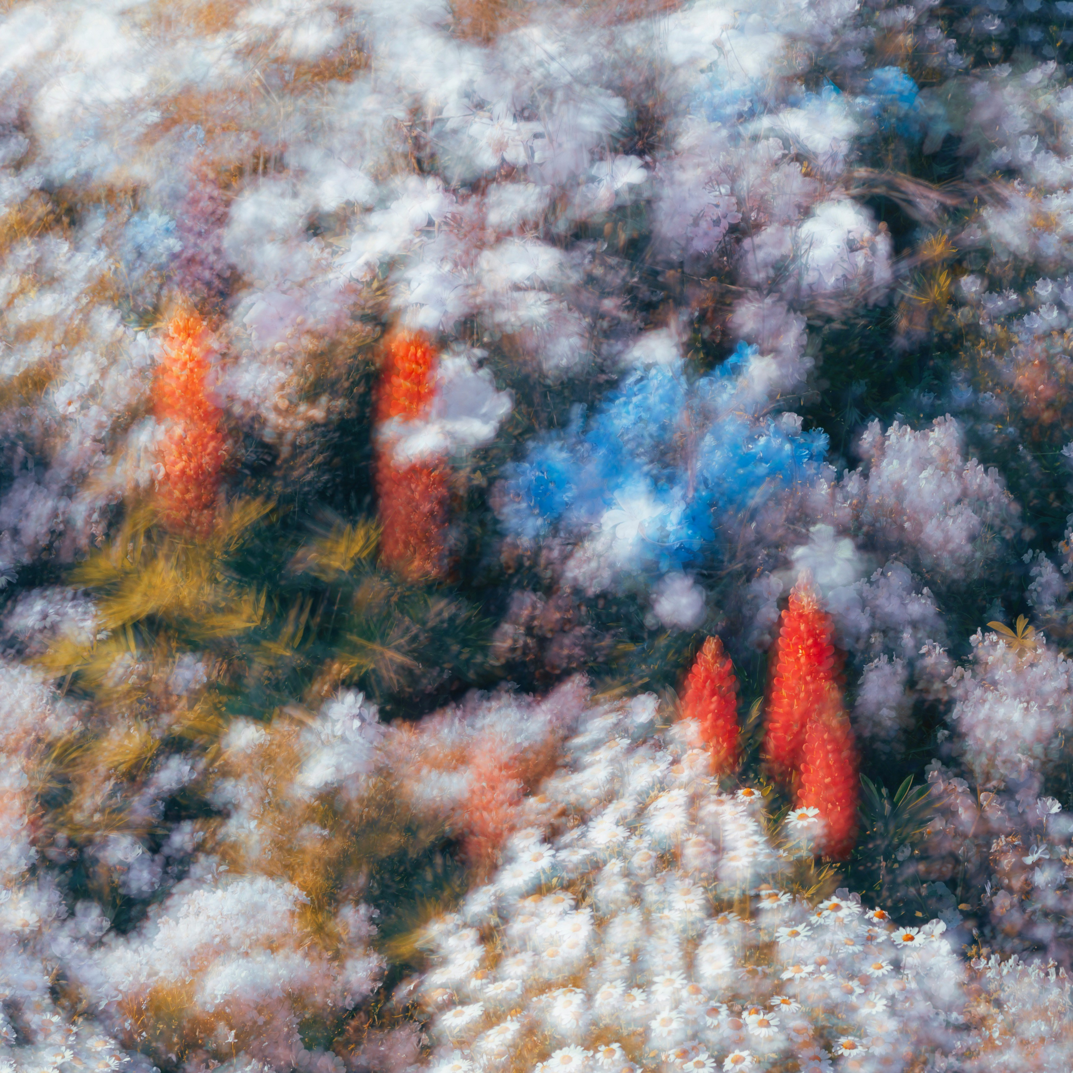 a blurry photo of trees and bushes in the woods