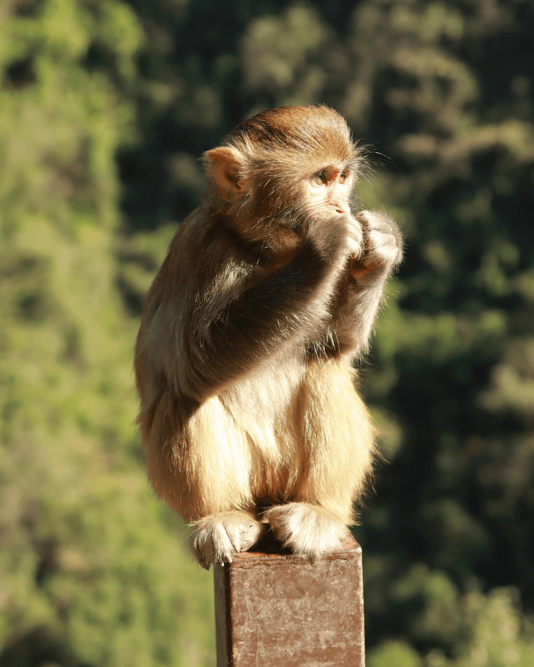 animal running on field