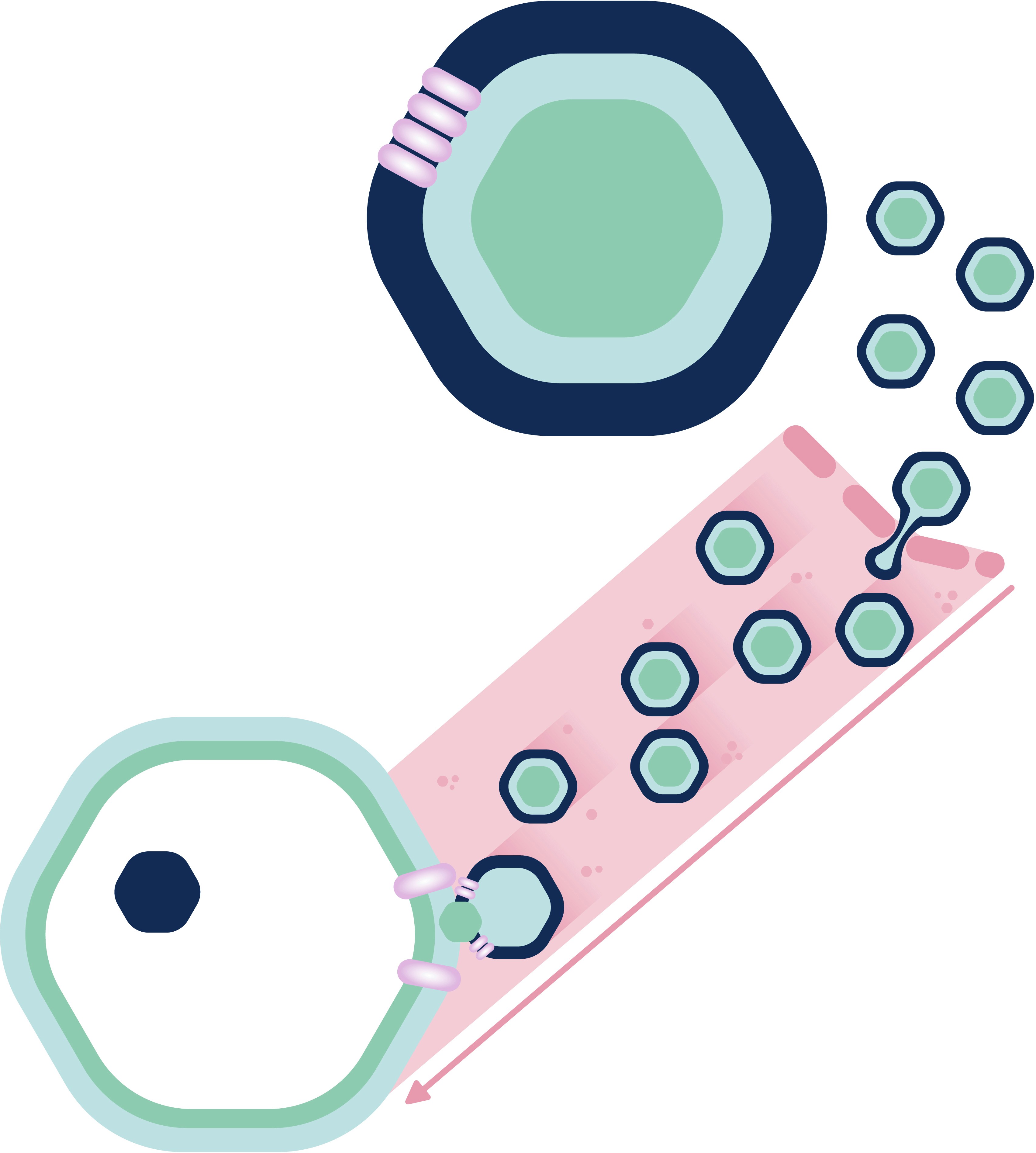 Cellular interaction with hexagonal particles, including binding and release.
